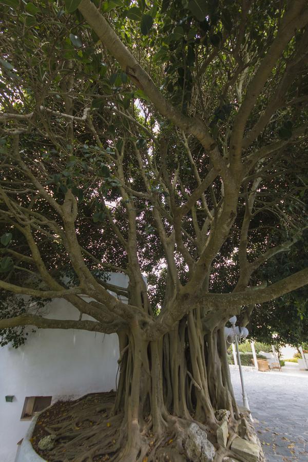 Rosa Dei Venti Santa Cesarea Terme Bagian luar foto